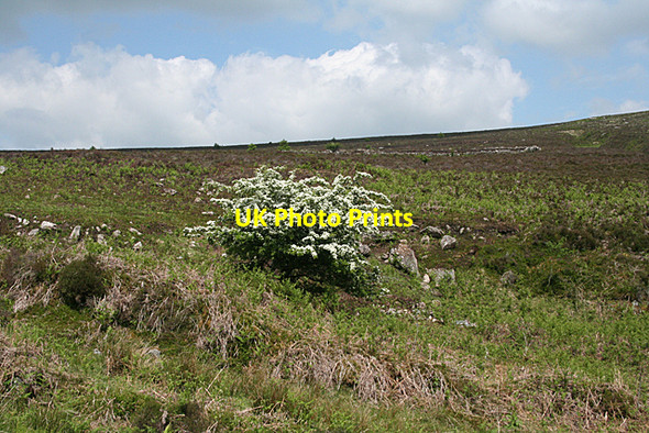 Photo 6"x4" North Bovey: may blossom on the moor Heathercombe c2010