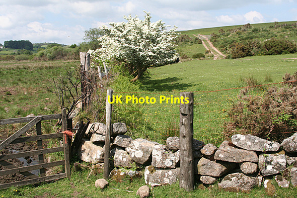 Photo 6"x4" Widecombe in the Moor: field boundaries Higher Dunstone c2010