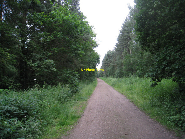 Photo 6"x4" Track in Stapleford Woods Coddington\/SK8354 c2010