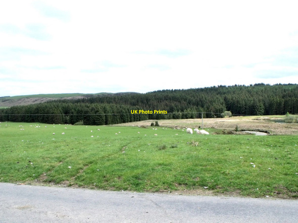 Photo 6"x4" Sheep grazing near Dolydd, Powys Llwynygog c2010
