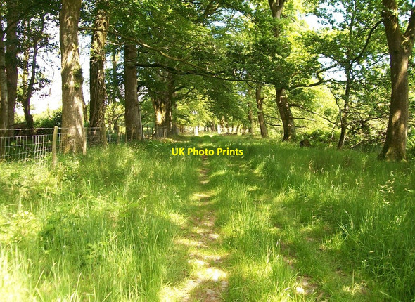 Photo 6"x4" Y Lon Goed north of Gaerwen Farm Rhosgyll c2010