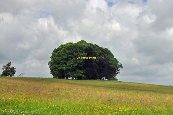 Photo 6"x4" A copse at Dinefwr Park - Llandeilo Llandeilo c2010