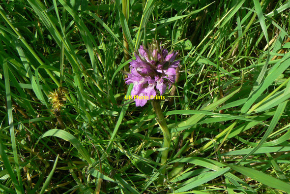Photo 6"x4" Orchid on Far Ings Nature Reserve Barton Waterside c2010