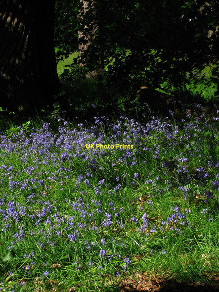 Photo 6"x4" Penygarn Bluebells Pontypool\/Pont-y-pwl c2010