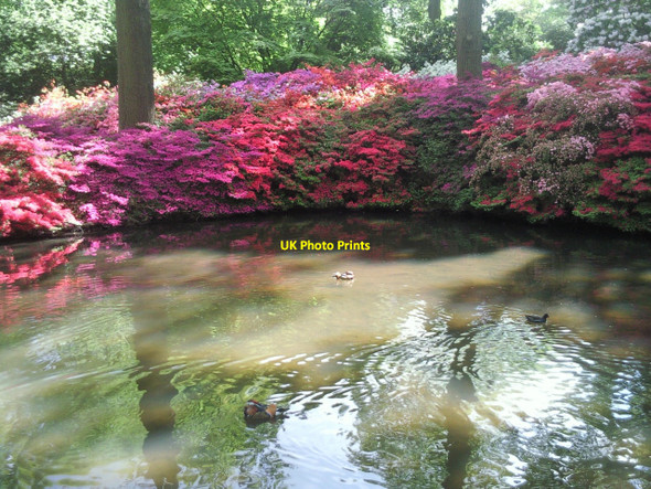 Photo 6"x4" Azaleas in the Isabella Plantation Kingston Upon Thames c2010