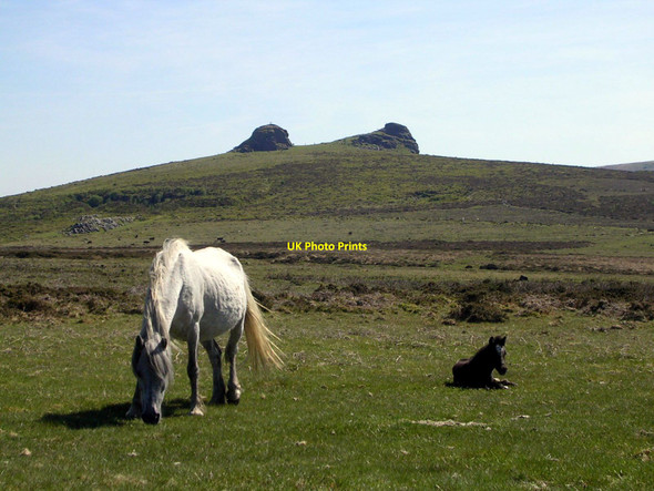 Photo 6"x4" Ponies and Haytor Rocks Water\/SX7580 c2010