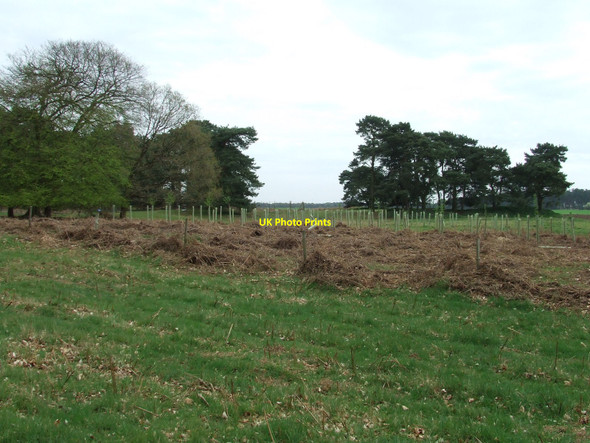 Photo 6"x4" New Trees Croxton\/TL8786 c2010