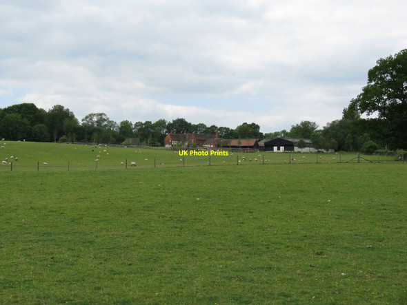 Photo 6"x4" Sheep grazing at Tugley Farm Highstreet Green\/SU9835 c2010