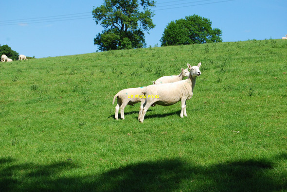 Photo 6"x4" Freshly sheared ewe and lambs Clawdd Poncen c2010