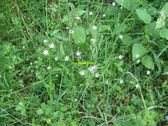 Photo 6"x4" Stitchwort in Tugley Wood Highstreet Green\/SU9835 c2010