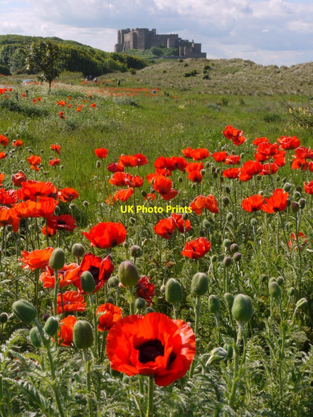 Photo 6"x4" Poppies by Links Road, Bamburgh Bamburgh c2010