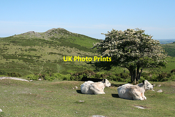 Photo 6"x4" Widecombe in the Moor: on Yartor Down Dartmeet c2010