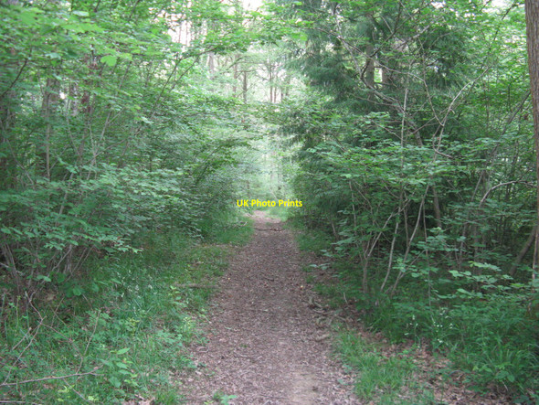Photo 6"x4" Path in Canterbury Copse Upper Ifold c2010