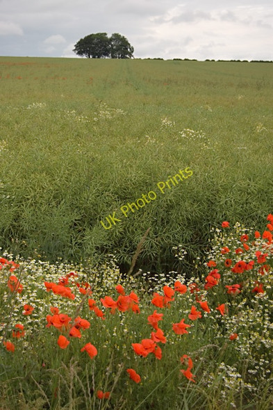 Photo 6"x4" Money Hill, Kiplingcotes South Dalton c2009