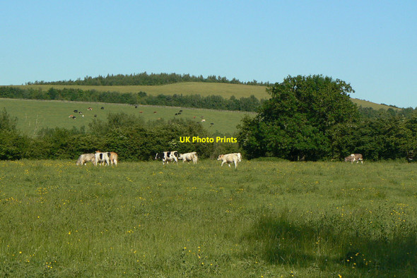 Photo 6"x4" Grazing on Erewash Meadows Heanor c2010