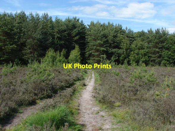 Photo 6"x4" Horsell Common Mimbridge c2010