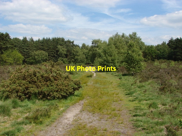 Photo 6"x4" Horsell Common Sheerwater\/TQ0260 c2010