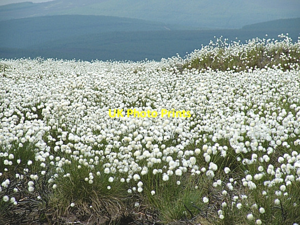 Photo 6"x4" Bog Cotton (Eriophorium angustifolium) Kircram c2010