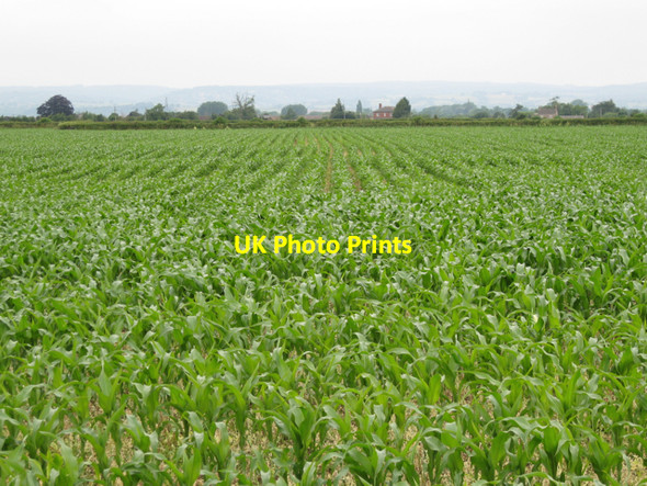 Photo 6"x4" Maize by the A38 Draycott\/SO7402 c2010