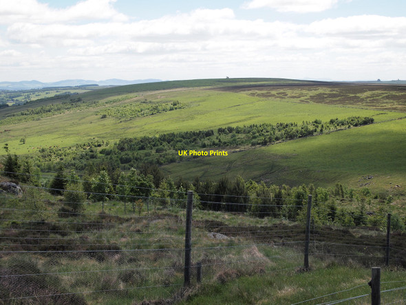 Photo 6"x4" Plantation fence Ballintuim\/NO1054 c2010