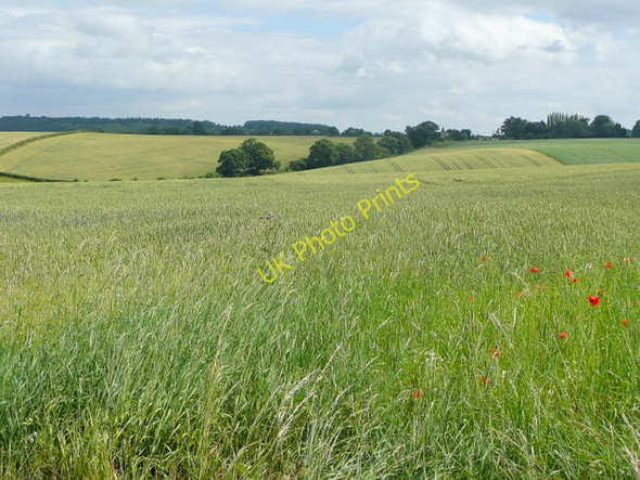 Photo 6"x4" Cereal land near Bollitree 1 Kingstone\/SO6324 c2009