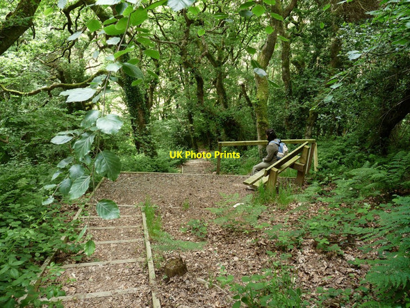 Photo 6"x4" Steps in Chapel Woods Bradwell\/SS4942 c2010