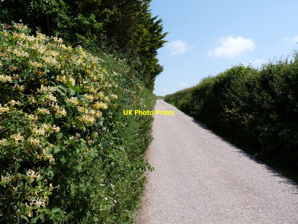 Photo 6"x4" Honeysuckle in the hedgerow on Down Lane Vention c2010
