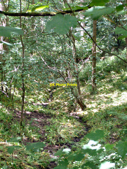Photo 6"x4" Spring Wood Whalley c2010 P1