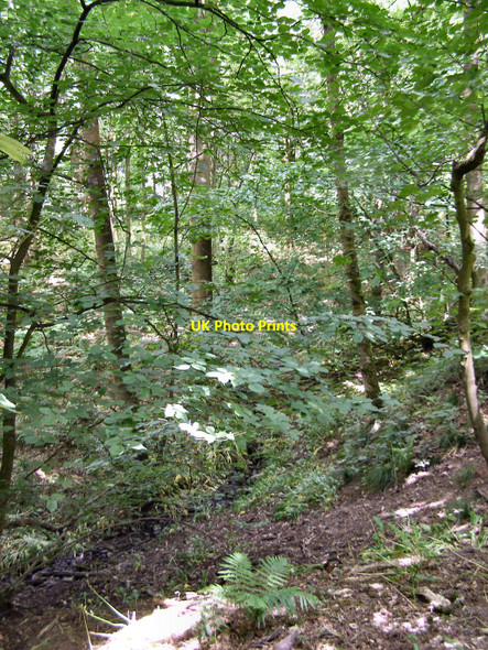 Photo 6"x4" Spring Wood Whalley c2010 P2