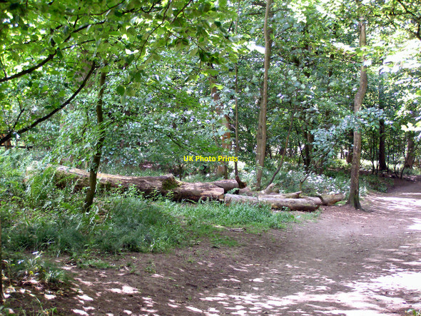 Photo 6"x4" Spring Wood Whalley c2010 P1
