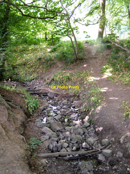 Photo 6"x4" Spring Wood Whalley c2010