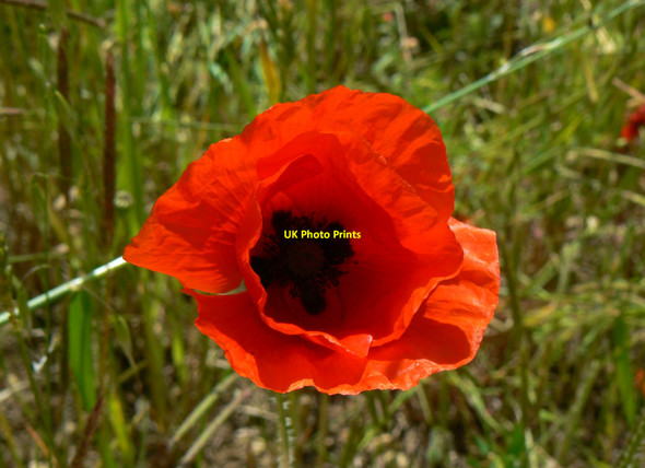 Photo 6"x4" Poppy, Westmill Wind Farm, Watchfield Watchfield\/SU2490 c2010
