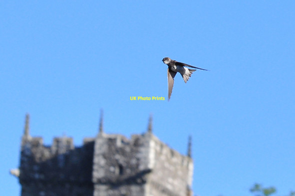 Photo 6"x4" Sand Martin - Bridgend Newcastle\/SS9079 c2010