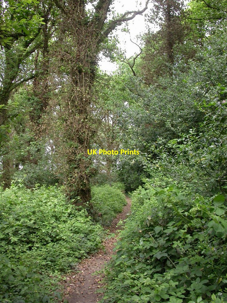 Photo 6"x4" Colehill, Church Moor Copse Wimborne Minster c2010