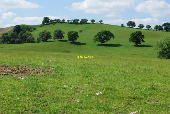 Photo 6"x4" Grazing land with old hedge line trees Bettws Gwerfil Goch c2010
