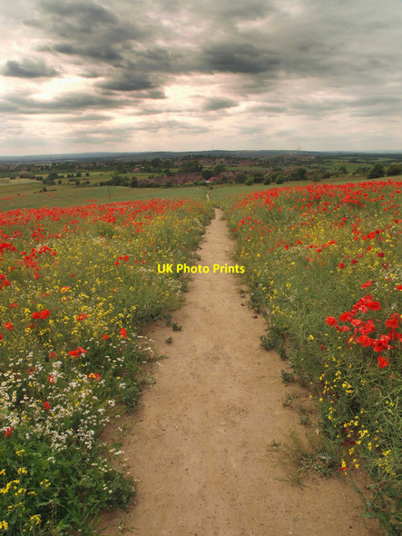 Photo 6"x4" Poppy path Brierley\/SE4110 c2010