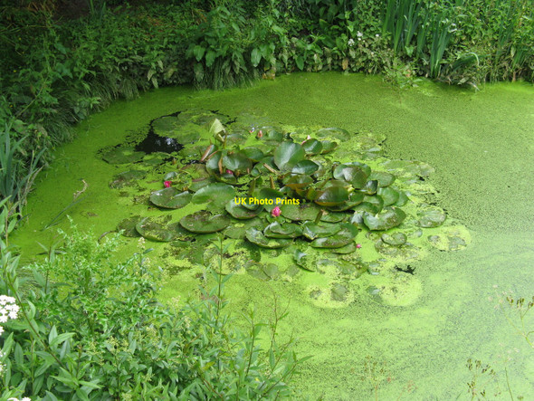 Photo 6"x4" Shades of green Halland c2010