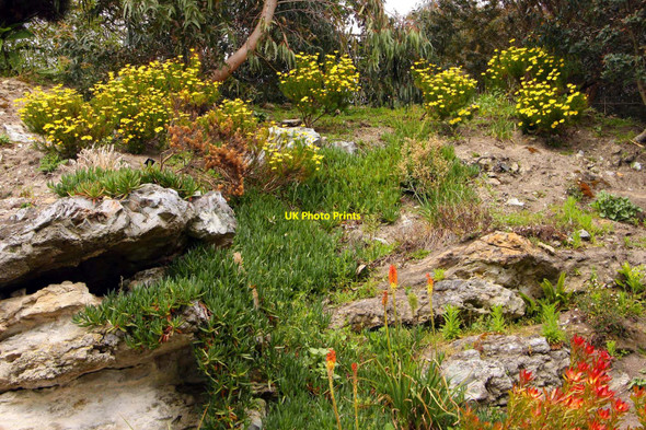 Photo 6"x4" Ventnor Botanical Gardens Ventnor c2010
