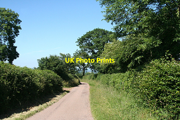 Photo 6"x4" Sampford Peverell: lane near Butteridge Plantation Ayshford c2010
