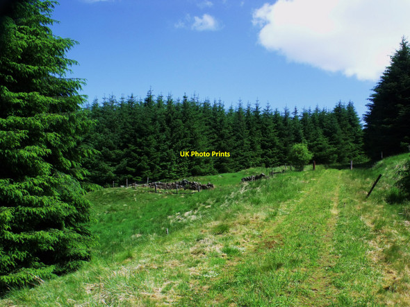 Photo 6"x4" Old boundary in the plantation High Banton c2010