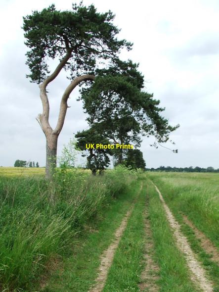 Photo 6"x4" Wind Shaped Trees Kennet End c2010