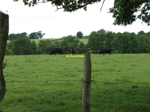 Photo 6"x4" Cattle at Bradfords Farm Little Horsted c2010