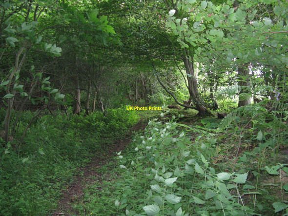 Photo 6"x4" Footpath through Downlands Wood on the edge of Plashett Park Rose Hill\/TQ4516 c2010