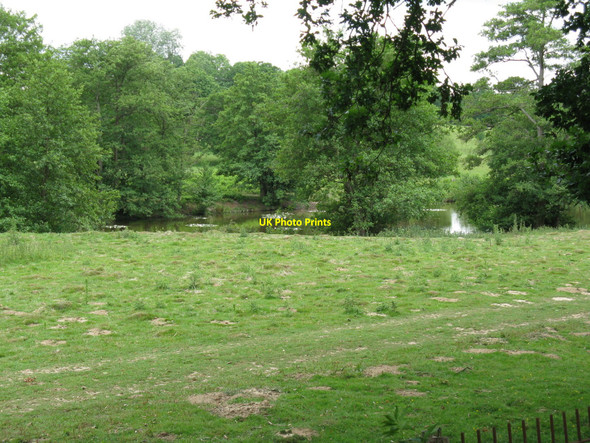 Photo 6"x4" White lilies on lake in Plashett Park Rose Hill\/TQ4516 c2010