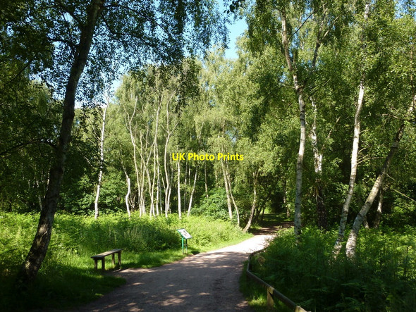 Photo 6"x4" Forest footpath towards the Major Oak Edwinstowe c2010