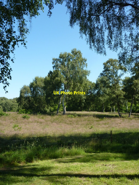 Photo 6"x4" A small open area north of the Major Oak Edwinstowe c2010