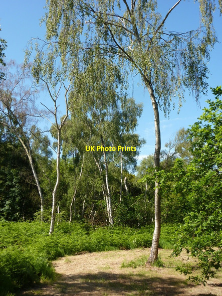 Photo 6"x4" Birch trees in Sherwood Forest Edwinstowe c2010