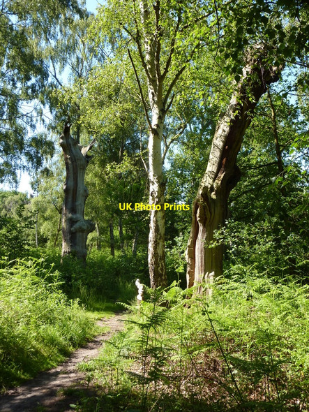 Photo 6"x4" Footpath through the trees Edwinstowe c2010