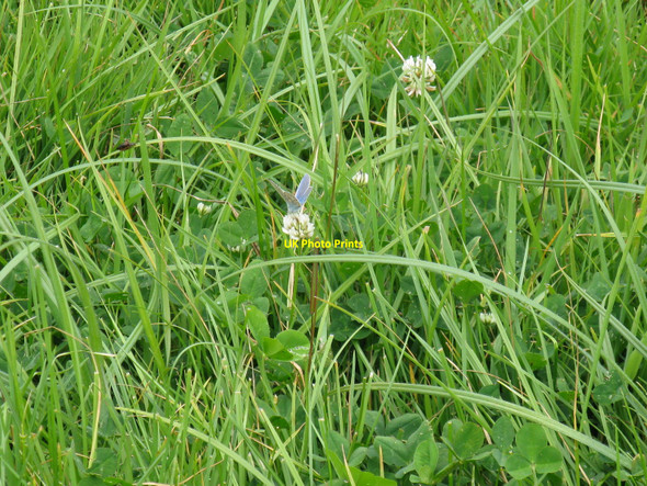 Photo 6"x4" The Adonis Blue Rose Hill\/TQ4516 c2010