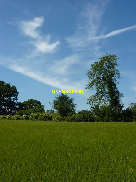 Photo 6"x4" Field and trees south of Elkesley Elkesley c2010